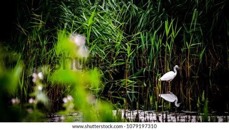 Egrets by a Reed Bed: Unveiling Tranquility and Nature's Exquisite Detail through Ming Dynasty Brushstrokes