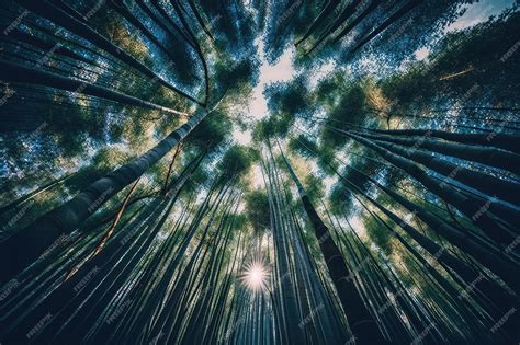 ¿La Seclusión en el Bosque de Bambú? Un Vistazo a la Naturaleza y la Contemplación!